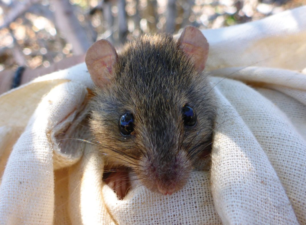 Melomys rubicola